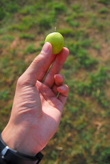 Green jujube fruit on the hand