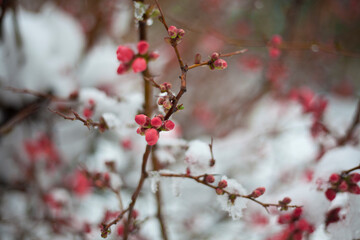 Branches of red flowers in winter