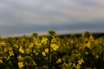 field of yellow flowers