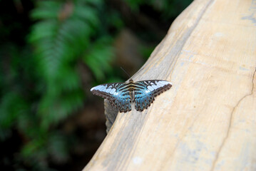 Black Butterfly on the timber - beautiful animal insect in the garden - wildlife in the forest 