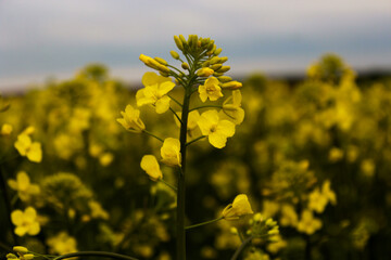 field of flowers