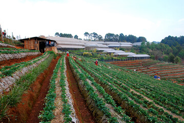 Fototapeta na wymiar Landscape Strawberry gardener is harvest fresh Strawberry at strawberry farm , angkhang , chiang mai ,thailand - agriculture farm and harvesting 