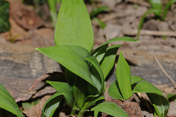 Blätter des Bärlauchs, Waldknoblacu, Allium ursinum