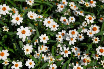 Bloom White Gerbera Flowers Texture background - Natural Scene  backdrop in the flower garden                 
