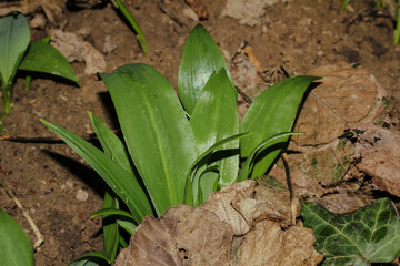 Blätter des Bärlauchs, Waldknoblacu, Allium ursinum
