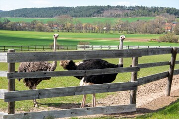 Exotische Tierhaltung  - Zwei weibliche Strau&szlig;env&ouml;gel auf einer Strau&szlig;enfarm - Die Hennen legen bis zu 1,5 kg schwere Eier und ihr Fleisch ist schmackhaft und begehrt