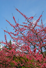 Wild Himalayan Cherry blossom with blue sky background  at angkhang thailand or call sakura thailand - Beautiful nature scene in winter thailand