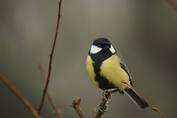Mésange charbonnière en hiver à Toucy (2007 03 10 Yonne - 101)