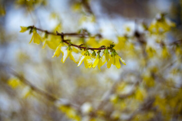 Branches of yellow flowers in winter