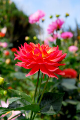 Red Dahlia Flower - beautiful nature in the garden - picture from doi angkhang chiangmai thailand 