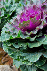 Closeup Green Cabbage Ornamental and Purple Cabbage Ornamental in the garden. Beautiful nature flower plant - picture from angkhang chiang mai thailand 