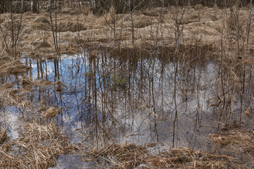 Early spring. Reflection of trees in the water at the edge of the forest.