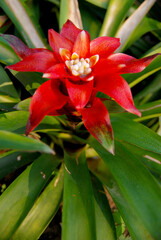 Closeup red color siam tulip or Curcuma Sparganifolia in the siam tulip field at Chaiyaphum , Thailand