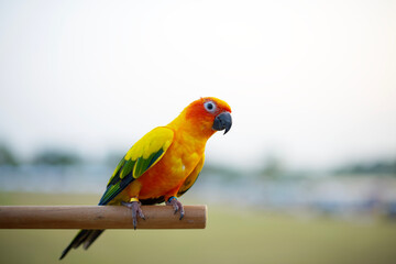 Sun conure parrot on branch : close up