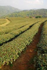 Fototapeta na wymiar Green Tea field at Choui Fong Tea Plantation , Doi Mae Salong Chiangrai - - Nature and agriculture farm