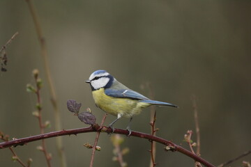 Mésange bleue en hiver à Toucy ( 2007 03 10 Yonne - 117)