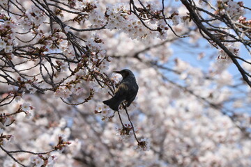 春の公園に咲くソメイヨシノのサクラの枝に止まるヒヨドリ