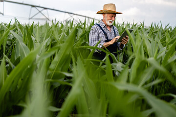 Naklejka na ściany i meble Grey haired beardes senior agronomist inspecting corn field and using tablet computer.