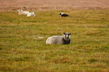 Sheeps go to a field in Iceland