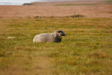 Sheeps go to a field in Iceland