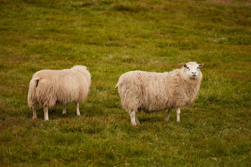 Sheeps go to a field in Iceland