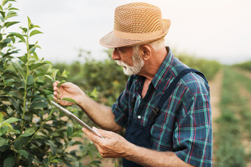 Sixty years old beard agronomist inspecting trees in orchard and using tablet computer.