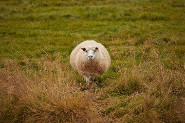 Sheeps go to a field in Iceland