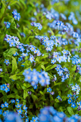 Nahaufnahme von blauen Blumen