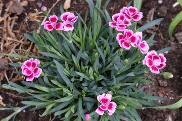 Nelke, Staudennelke, Blume