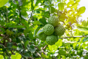 Fresh bergamot fruit on bergamot tree with bright sunshine bokeh background. - obrazy, fototapety, plakaty