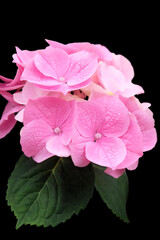 Inflorescence of pink hydrangea on a black background, macro photography, selective focus, vertical orientation.