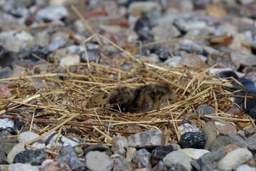 common tern chick