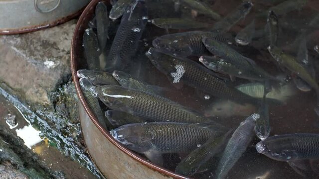 Local fish Market selling fishes. Catla or carp fish sale in a store