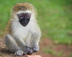 Vervet Monkey (Cercopitecus Aethiops), in Uganda