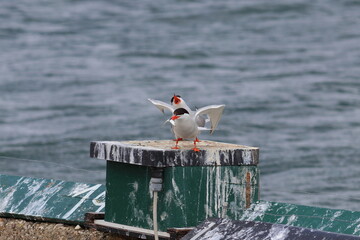 common terns colony