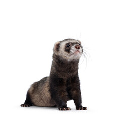 Fototapeta premium Cute young ferret standing with head high sniffing, looking straight ahead. Isolated on a white background.