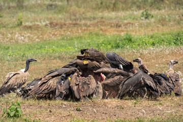 Closeup shot of Condors gathered in a heap