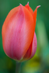 Beautiful pink tulip flowers in the garden