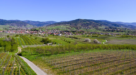 Fototapeta na wymiar The Bühler Valley with the Vineyards of Neuweier, Altschweier and Bühl. In the background the Black Forest. Baden Wuerttemberg, Germany, Europe