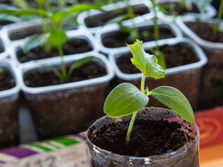 A small cucumber sprout lit by the sun in a plastic pot. Small green leaves of cucumber seedlings in the closed ground. In the background, blurred pots with plants, a place for text.