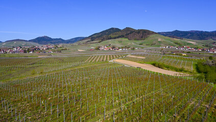 View of the vineyards near Neuweier and the Yburg Castle near Baden Baden. Baden Wuerttemberg, Germany, Europe