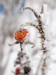 rosehip branch in winter closeup