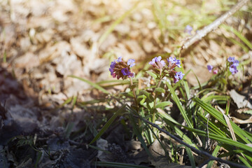 Fototapeta premium lungwort flowers in the forest on a sunny day. spring floral natural background.