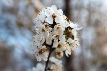 Białe kwitnące kwiaty na drzewie  © SarahPictures