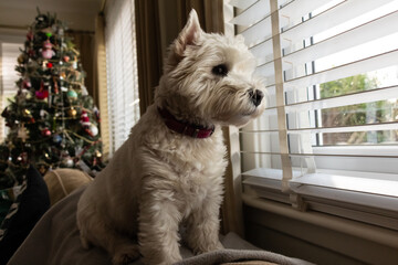 A white west highland terrier dog looking out of a window with a christmas tree