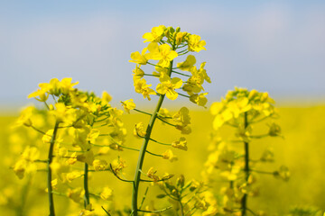 Obraz premium rapeseed field