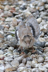 common tern chick