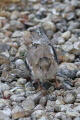 common tern chick