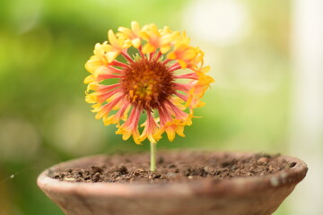 ISOLATED FLOWER ON MUD POT BOWL WITH BLURRED GREEN PLANT BACKGROUND 