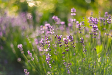 lavender flowers in the field